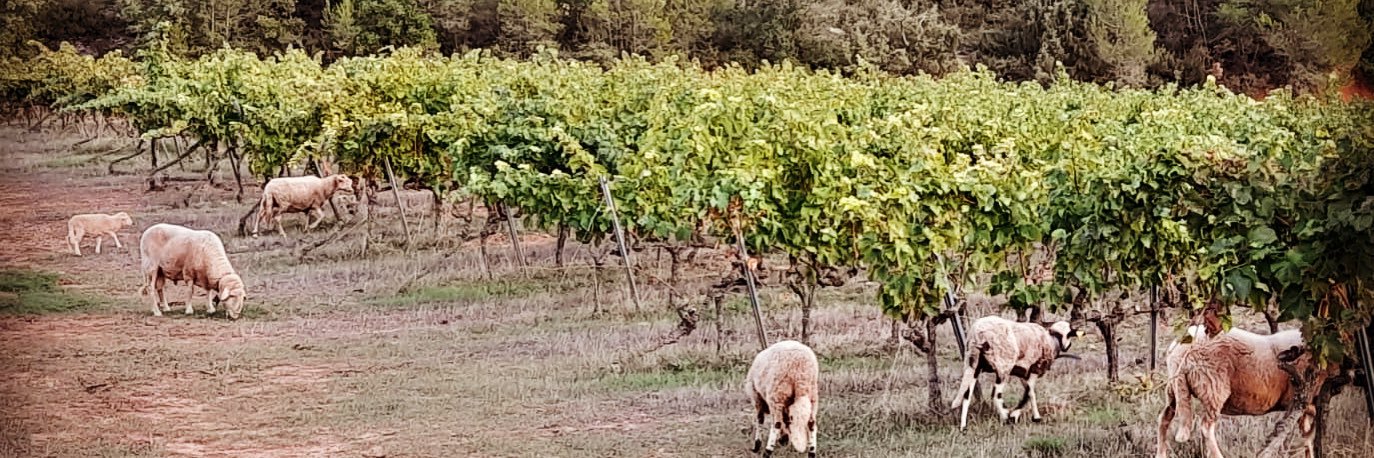 CARLANIA CELLER banner