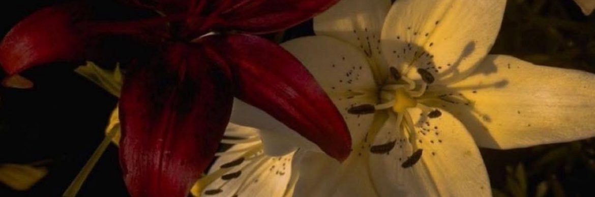 adoresydluv's profile banner image