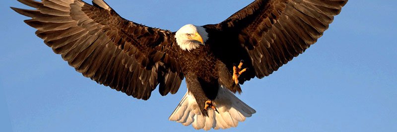 OBETTA NWODO III banner