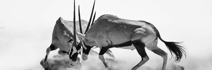 n_mbelwa's profile banner image