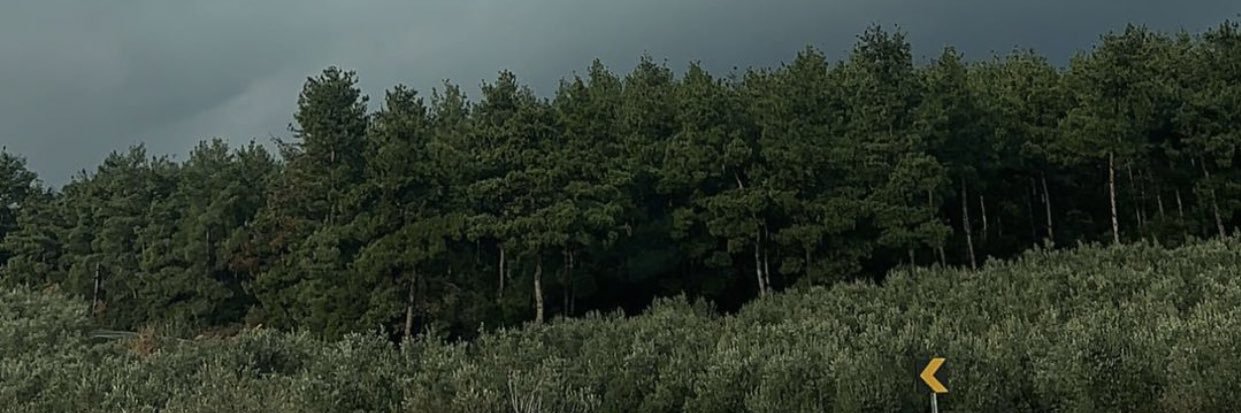 yellowbird_20's profile banner image