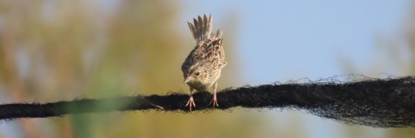 birdbrainbex Profile Banner