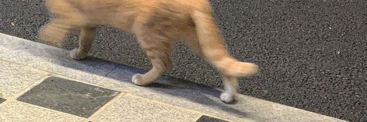 f e i banner