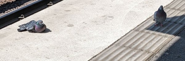 yappdoll Profile Banner