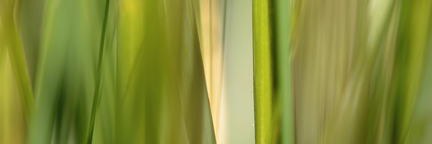 guntwill's profile banner image