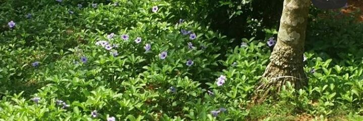 jerlin_bosco's profile banner image