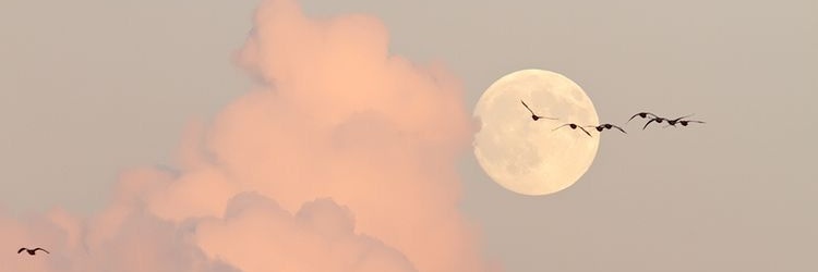 reirash's profile banner image