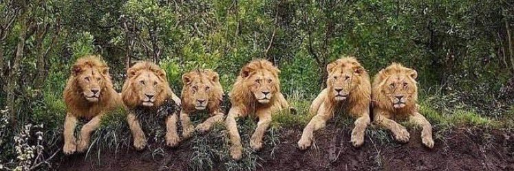 سياسي قديم 🇸🇦 banner