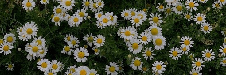 гин. 🕊️🕊️🕊️ banner