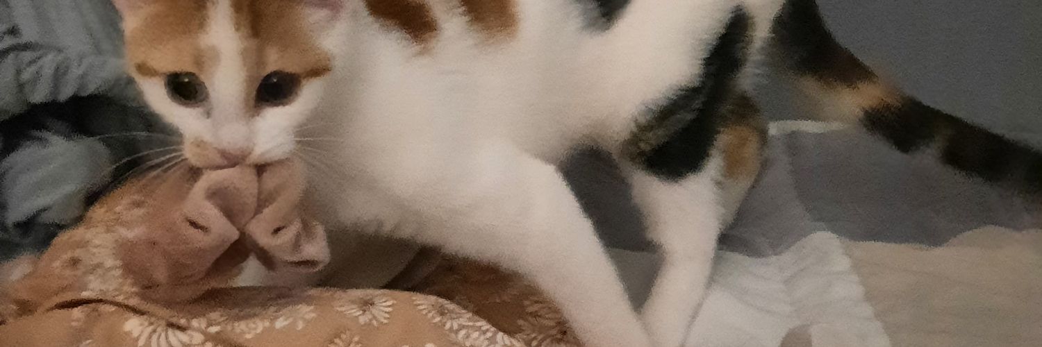 cosmoo🐨@that cat aint right banner