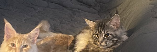 magukarp Profile Banner