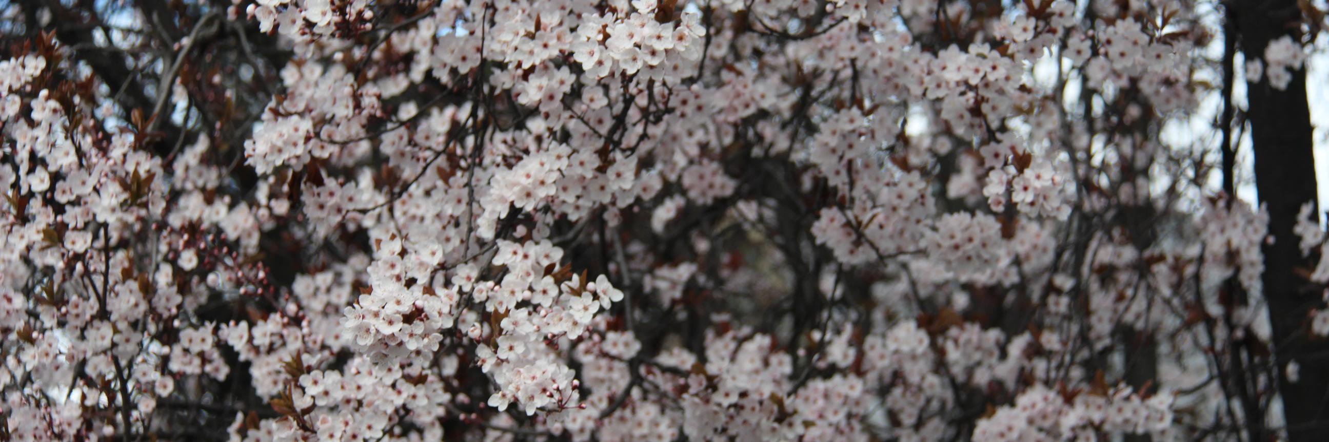 Renu Borst banner