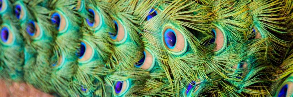 Heather Solomon banner