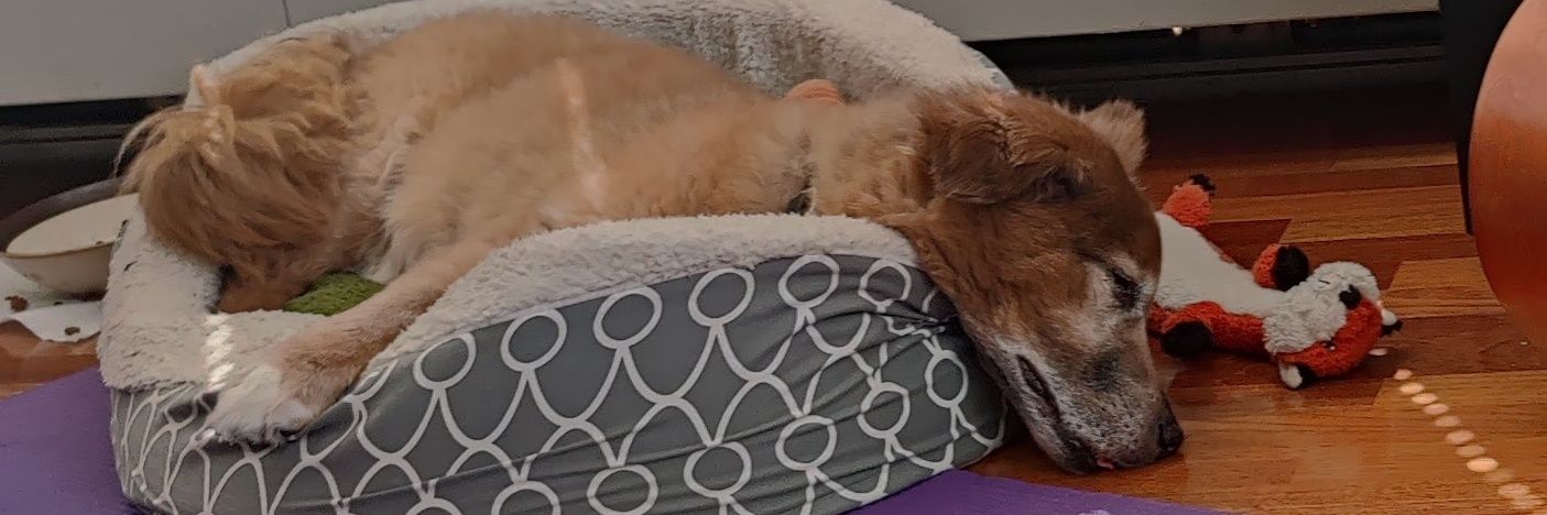 Lentil Paws Rexandra🇨🇦🇺🇸🇺🇦🇹🇼 banner