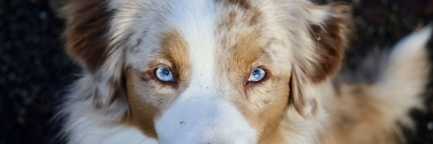 brunellecomte's profile banner image