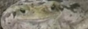 ike_Fizz's profile banner image
