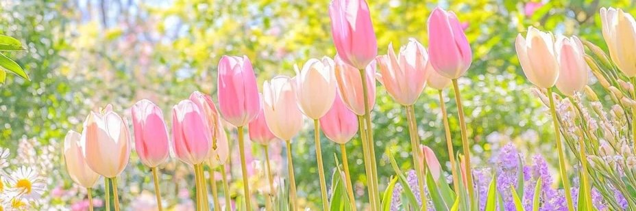 ちさき banner