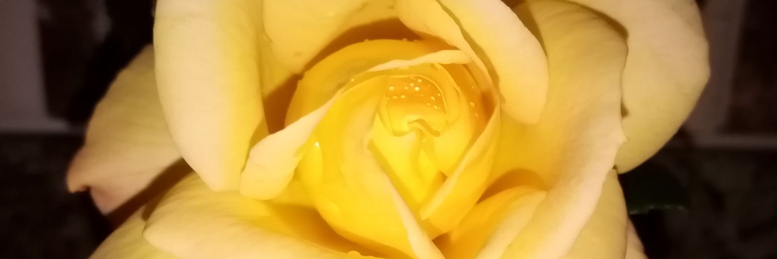 poturyan's profile banner image