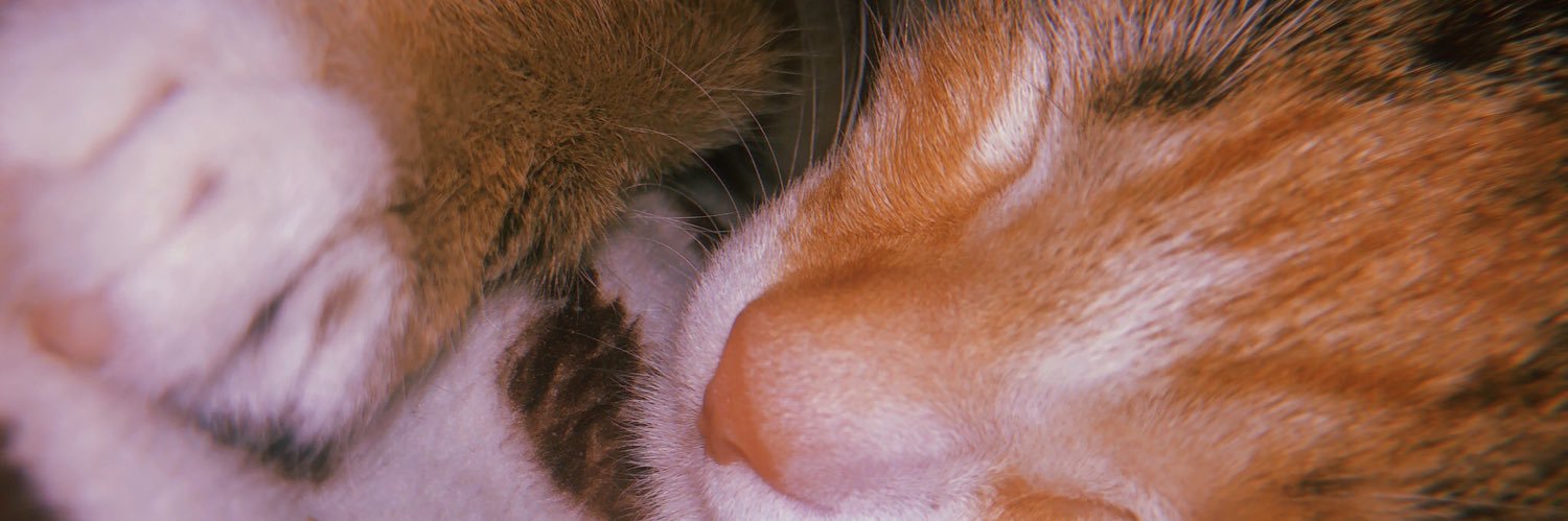 FlorGuajardo14's profile banner image