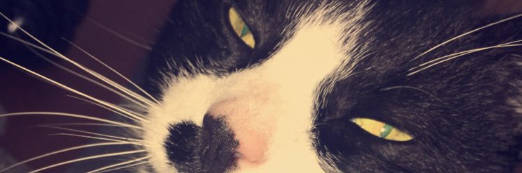 koolkaya54's profile banner image