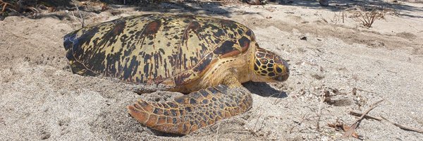 ShritikaFJ Profile Banner