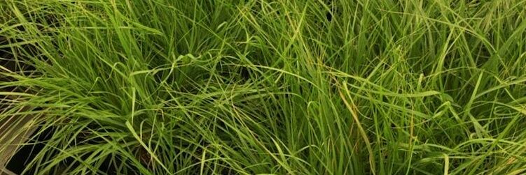 Anna Pardo banner