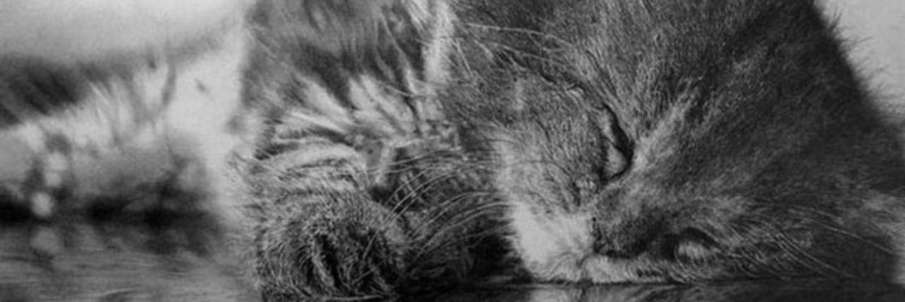 SilverFox0306's profile banner image