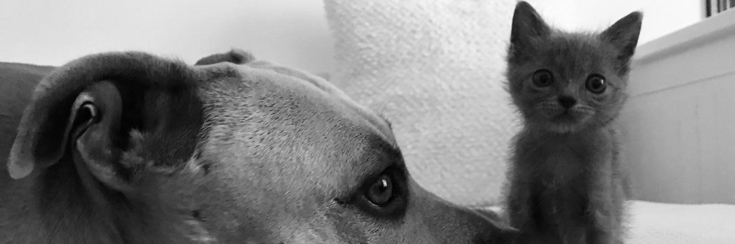 isabelherrera89's profile banner image