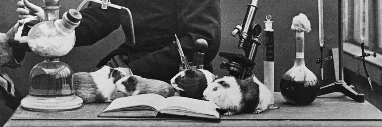 Go Go Guinea Pigs banner