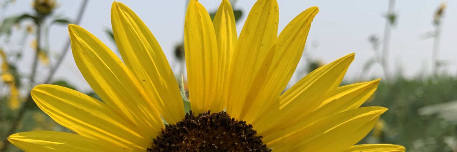bgiblin's profile banner image