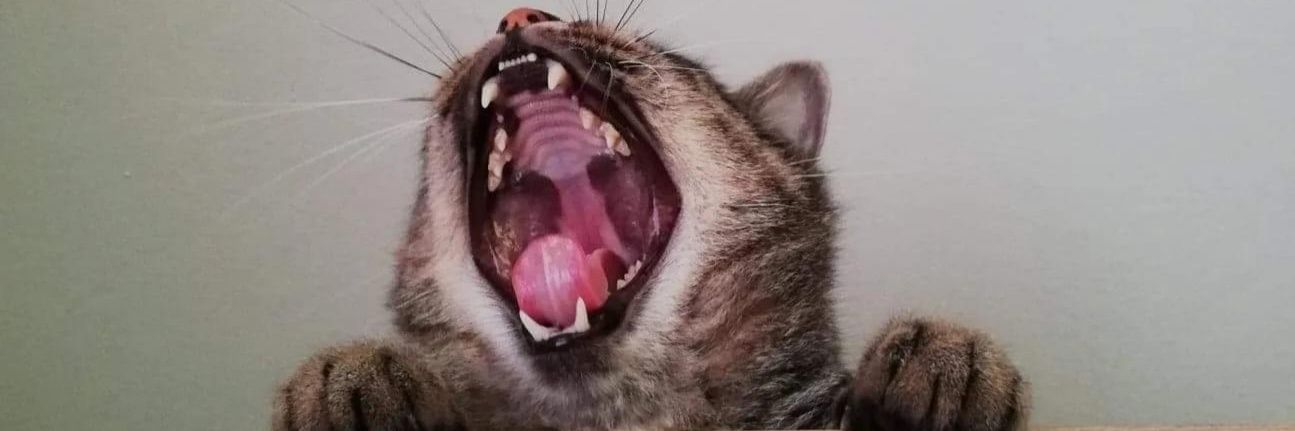 NoNazisValhalla's profile banner image