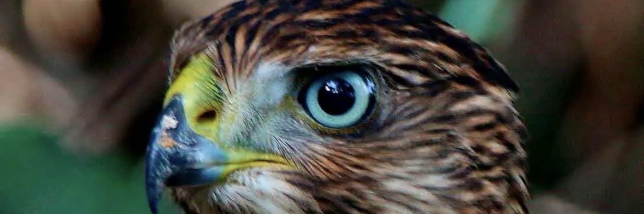 Javelhub's profile banner image