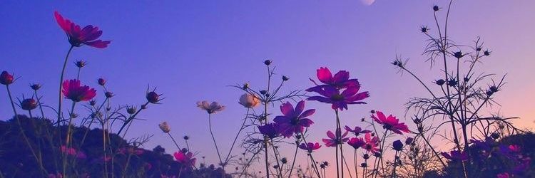 priscilaC32's profile banner image