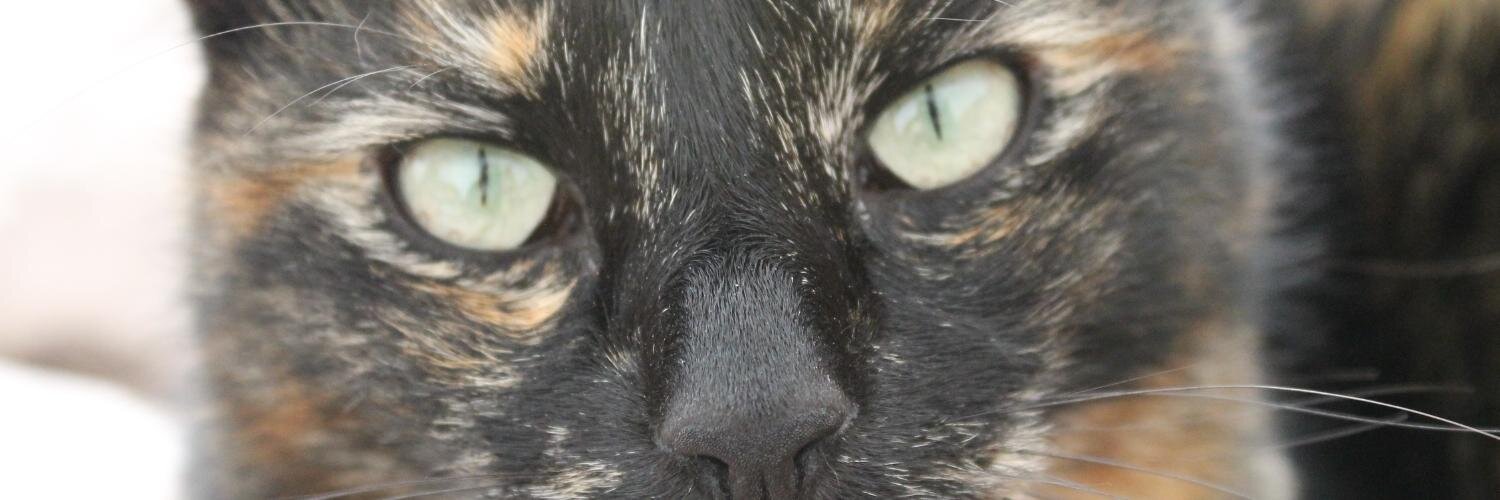 SueLeader's profile banner image