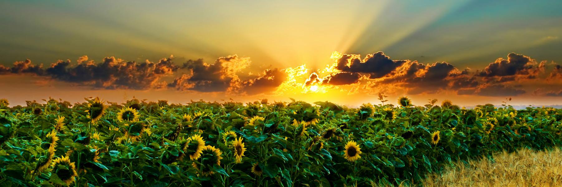 BBDMel's profile banner image