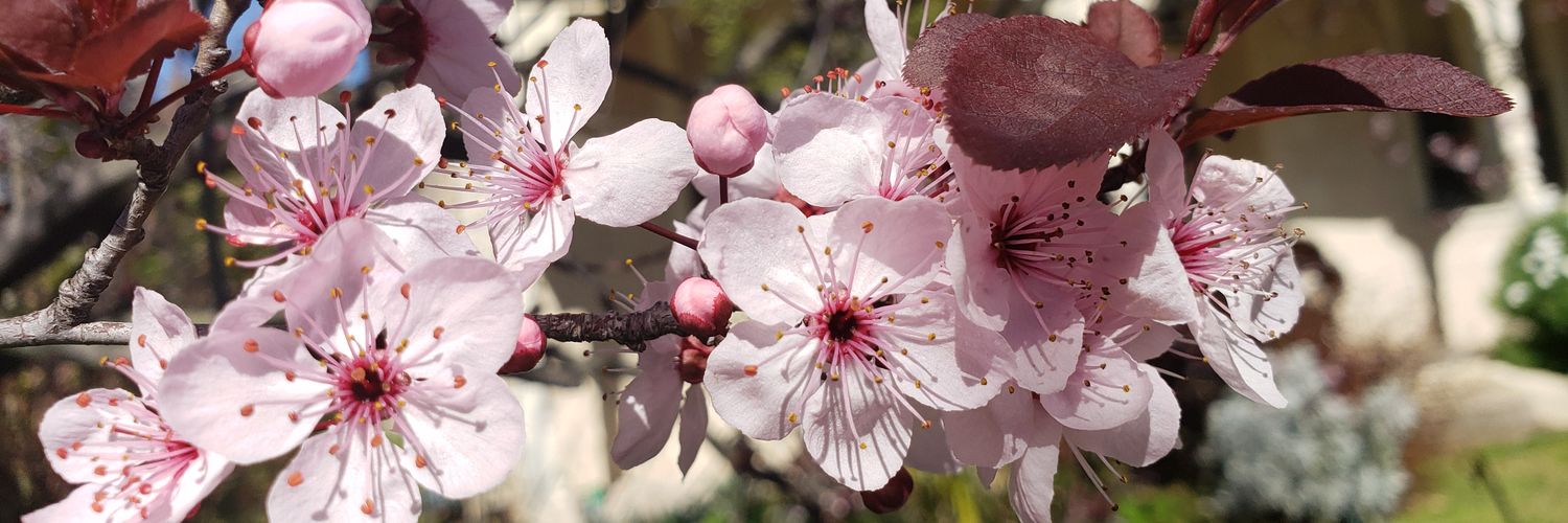 ABa 🇵🇪🇦🇺 banner