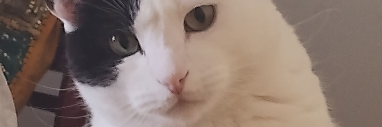 flo_roxana's profile banner image