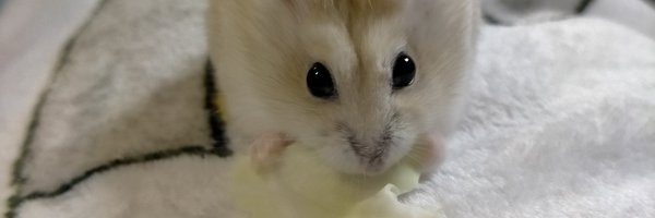 tochoni Profile Banner