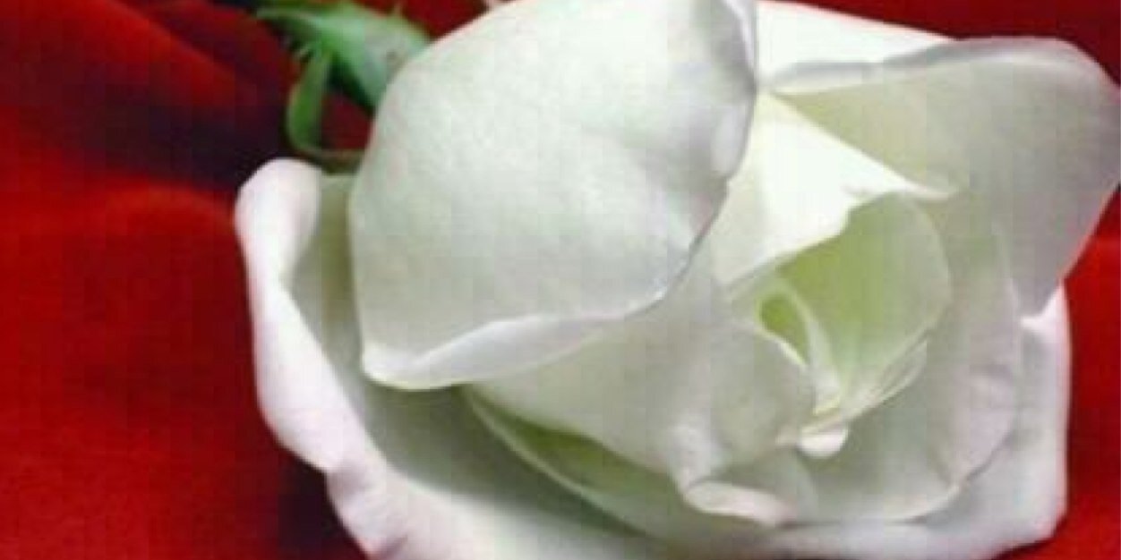 daaya321's profile banner image