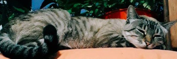 ffaqsuarez Profile Banner