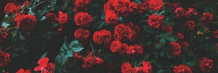 †𝘋𝘰𝘯𝘢𝘭𝘥 banner