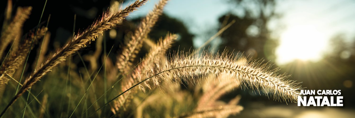 Juan Carlos Natale banner