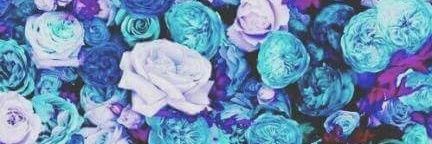 WalrusLalid's profile banner image