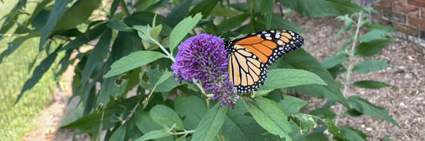 monarchschei Profile Banner