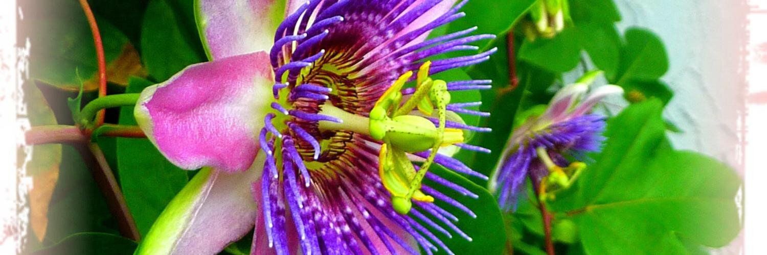 MyFloridaPhotos's profile banner image