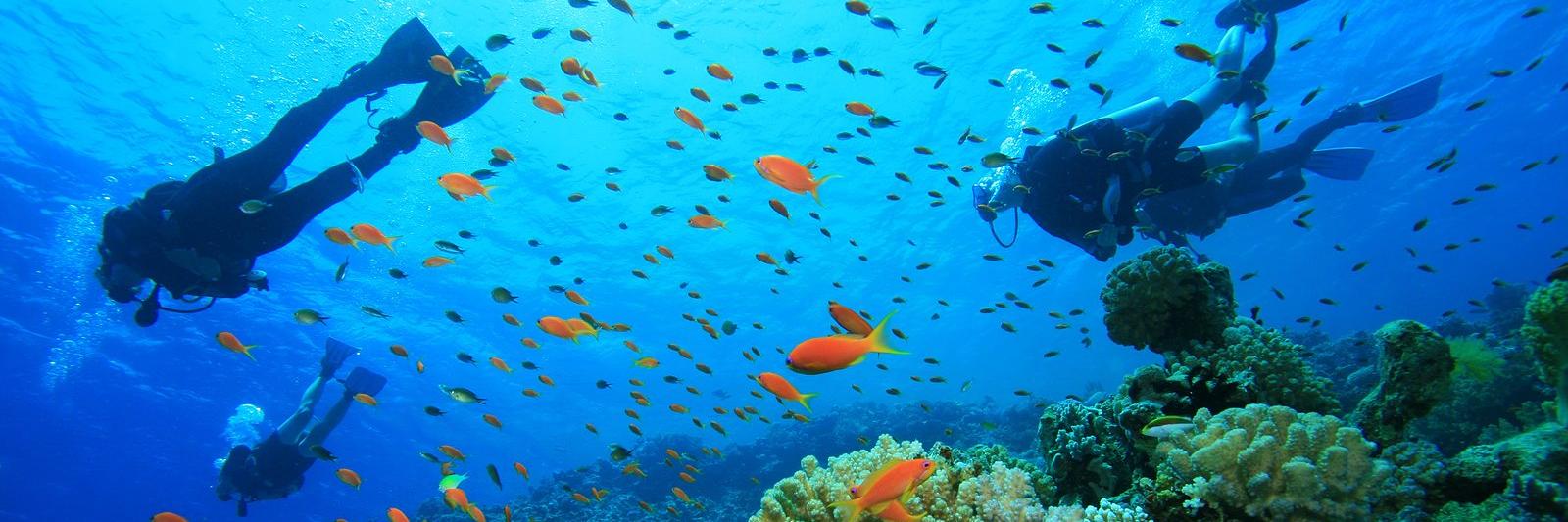 Divingcentral's profile banner image