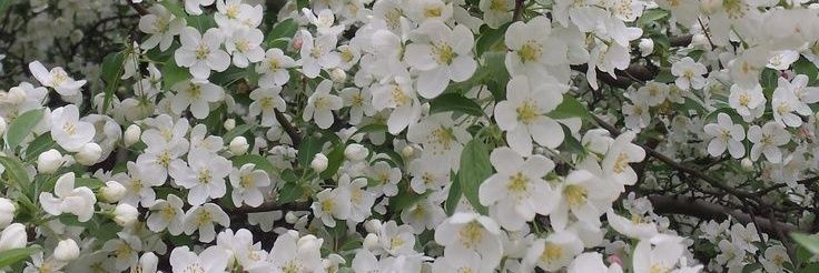 Inasayuhstr's profile banner image