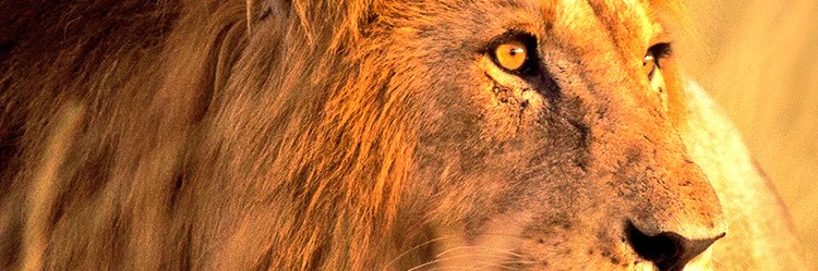 gheyati's profile banner image