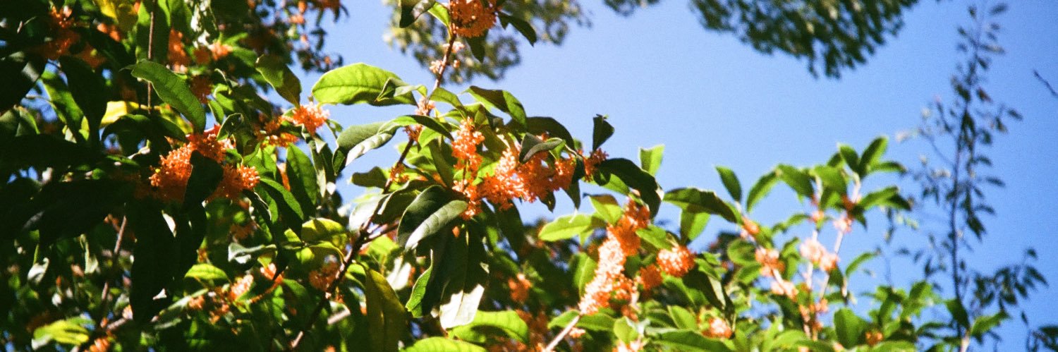 ソラマ🍉 banner