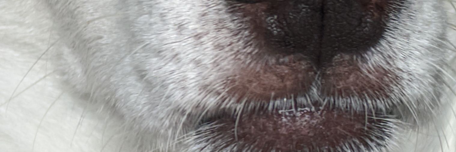 Nomuscletone's profile banner image